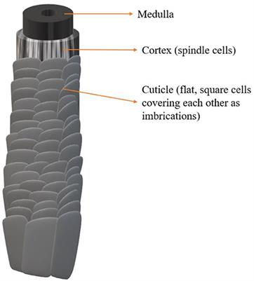 Mechanisms of impairment in hair and scalp induced by hair dyeing and perming and potential interventions